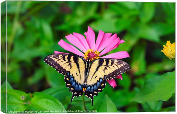 Eastern Tiger Swallowtail Butterfly on Pink Zinnia Canvas Print by Marianne Campolongo