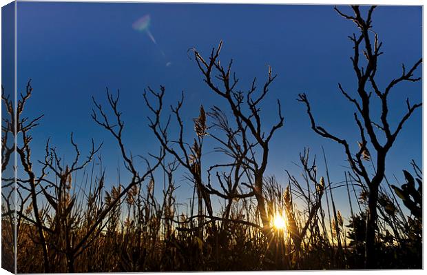 Sunset on Cape Cod seen through reeds and branches Canvas Print by Marianne Campolongo