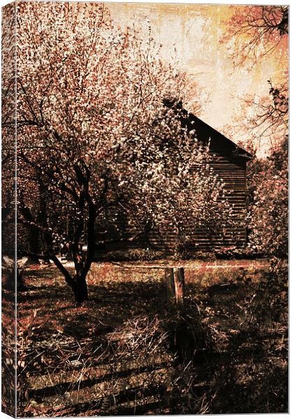vintage cherry garden Canvas Print by olga hutsul