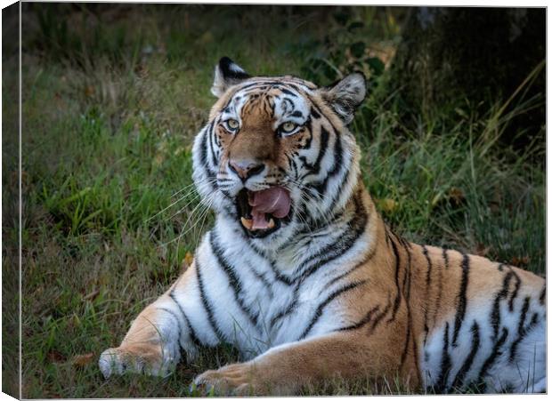 Majestic Siberian Tiger Canvas Print by Wendy Williams CPAGB