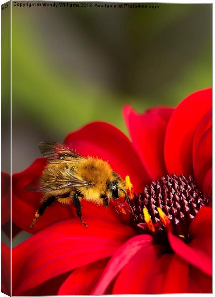 Busy Bee Canvas Print by Wendy Williams CPAGB