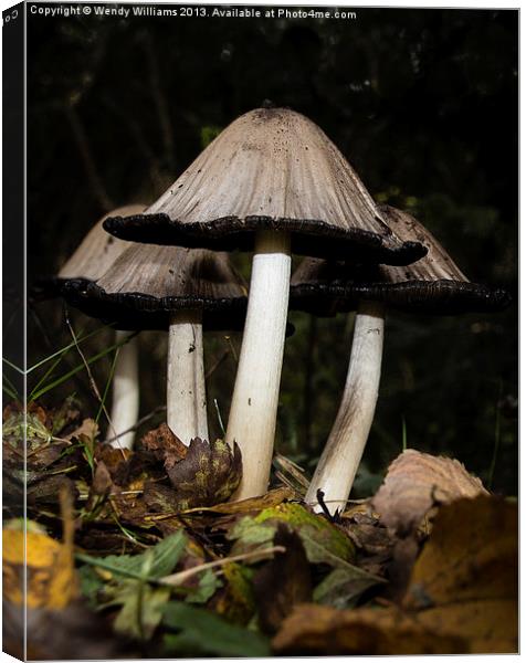 Common Ink Cap Canvas Print by Wendy Williams CPAGB