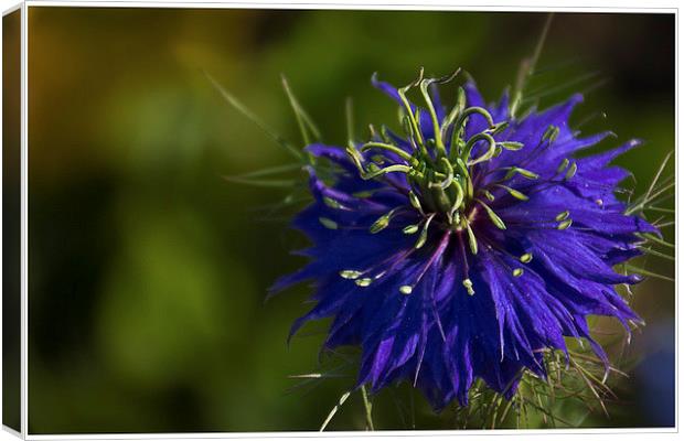 Love in a Mist Canvas Print by Wendy Williams CPAGB