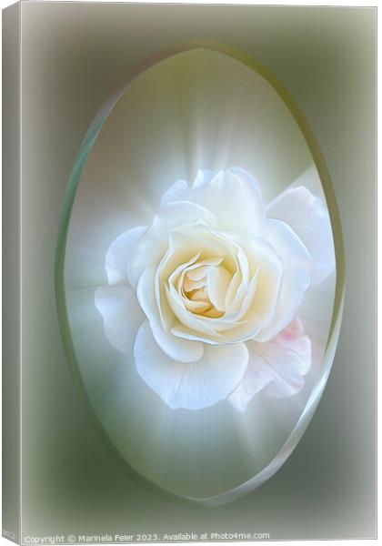White Rose Canvas Print by Marinela Feier