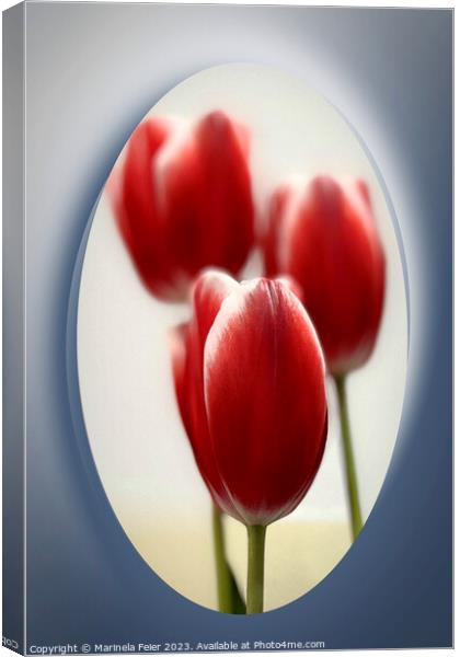 Red tulips Canvas Print by Marinela Feier