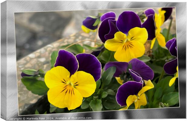 Violet yellow pansies Canvas Print by Marinela Feier