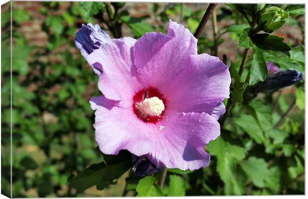 purple flower Canvas Print by Marinela Feier