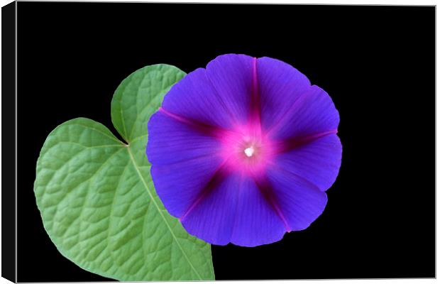  purple flower on a leaf Canvas Print by Marinela Feier