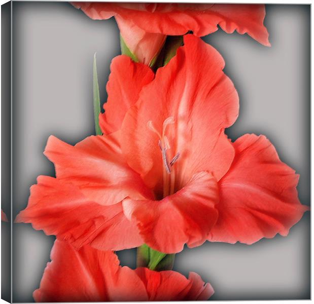  gladiola in pastel tones Canvas Print by Marinela Feier