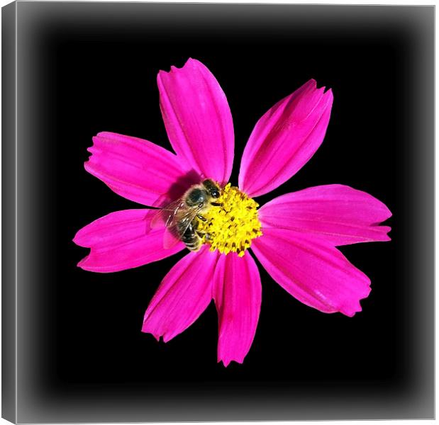  bee on a pink flower Canvas Print by Marinela Feier