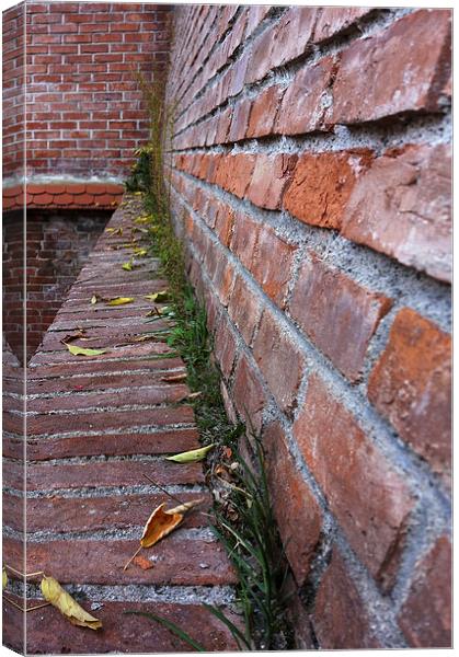  leaves on the old wall Canvas Print by Marinela Feier
