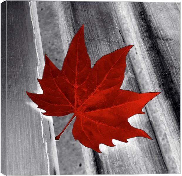  red leaf Canvas Print by Marinela Feier