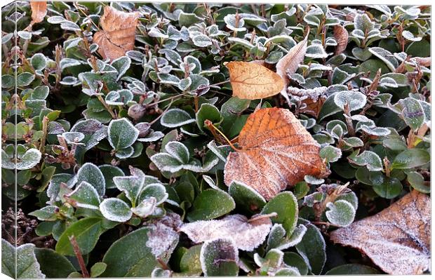  first frost Canvas Print by Marinela Feier