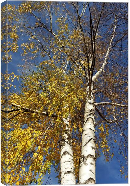  two birch trees  Canvas Print by Marinela Feier
