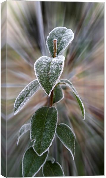  caught by frost Canvas Print by Marinela Feier