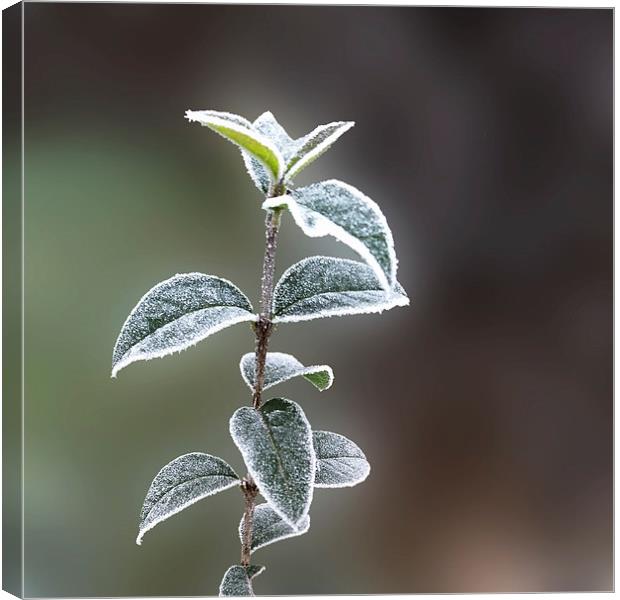  lace on leaves Canvas Print by Marinela Feier