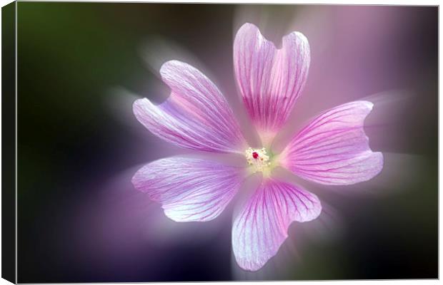  purple petals Canvas Print by Marinela Feier