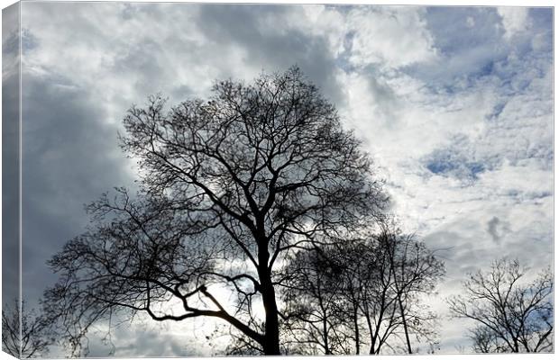 clouds and branches Canvas Print by Marinela Feier