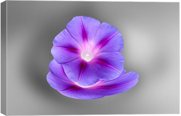 glowing purple flowers Canvas Print by Marinela Feier