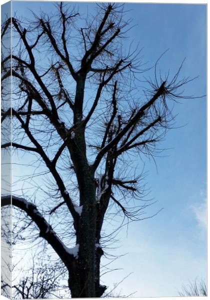 tree and clear sky in winter Canvas Print by Marinela Feier