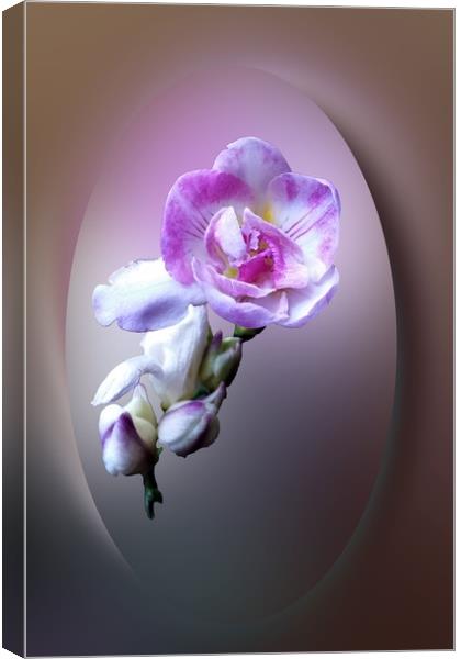 pink freesia flower Canvas Print by Marinela Feier