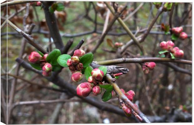 First pink buds Canvas Print by Marinela Feier