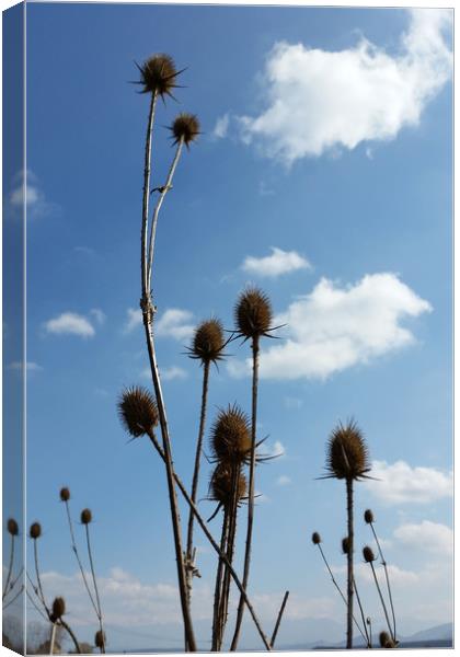 thistles, village and blue sky Canvas Print by Marinela Feier