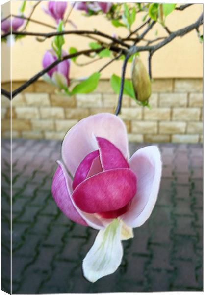 pastel colored magnolia Canvas Print by Marinela Feier
