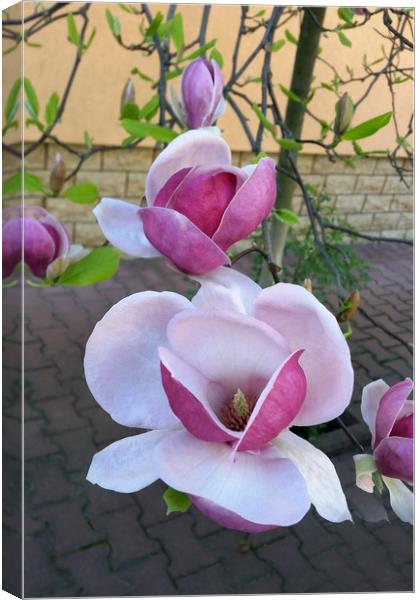 pink magnolia Canvas Print by Marinela Feier