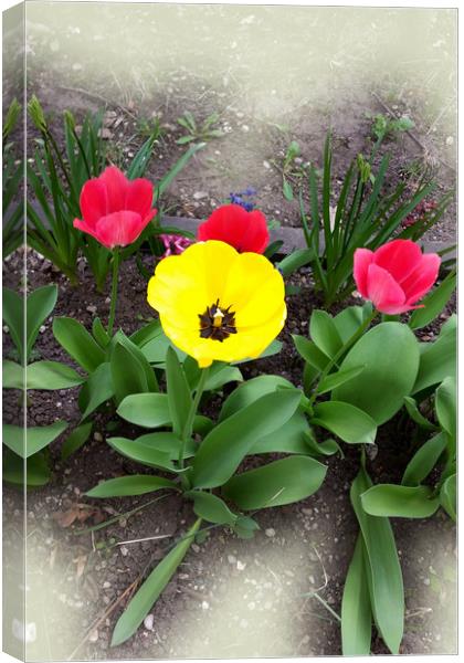 yellow and red tulips Canvas Print by Marinela Feier