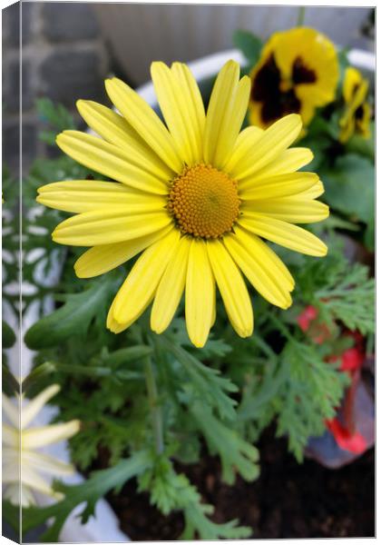 yellow daisy Canvas Print by Marinela Feier