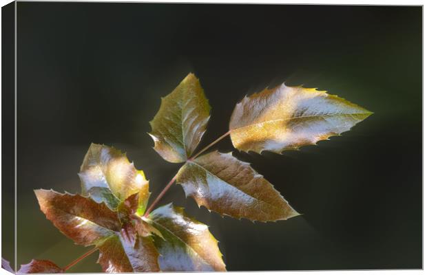 shining leaves Canvas Print by Marinela Feier