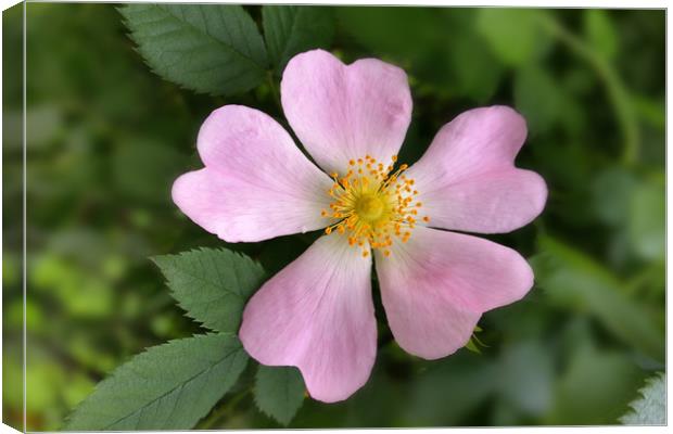 small pink flower Canvas Print by Marinela Feier