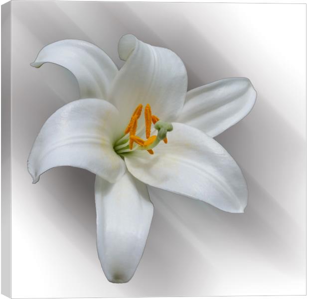 white lily Canvas Print by Marinela Feier