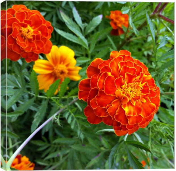 marigold in the sun Canvas Print by Marinela Feier