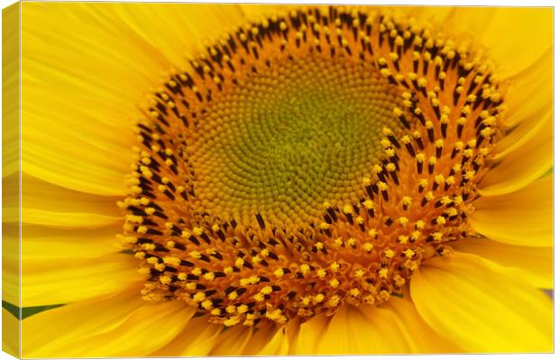 middle of sunflower Canvas Print by Marinela Feier