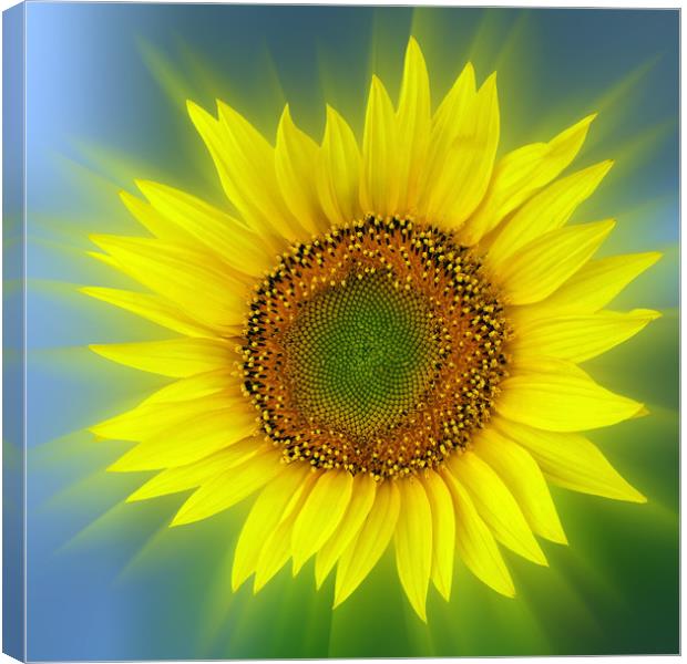 a bright sunflower Canvas Print by Marinela Feier