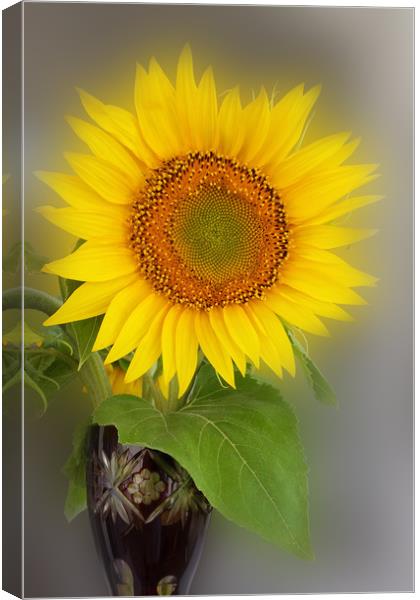 a glowing sunflower Canvas Print by Marinela Feier