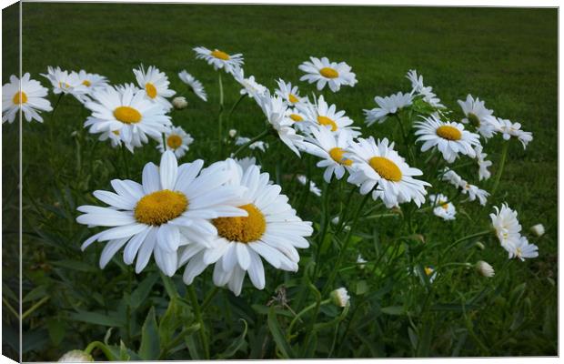 white daisies Canvas Print by Marinela Feier