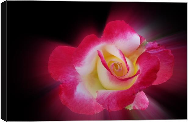 pink yellow rose Canvas Print by Marinela Feier