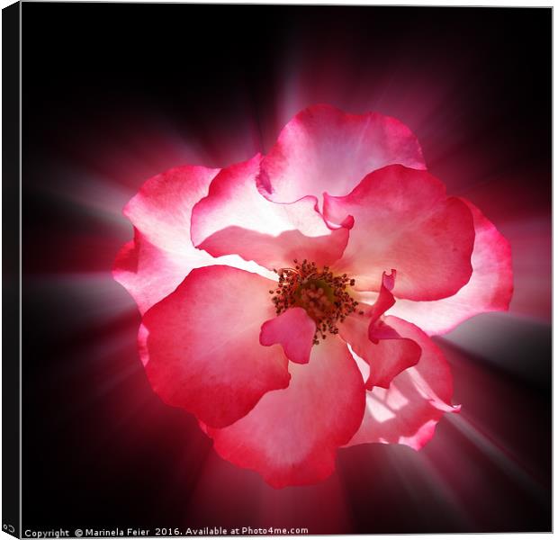 clear red petals Canvas Print by Marinela Feier