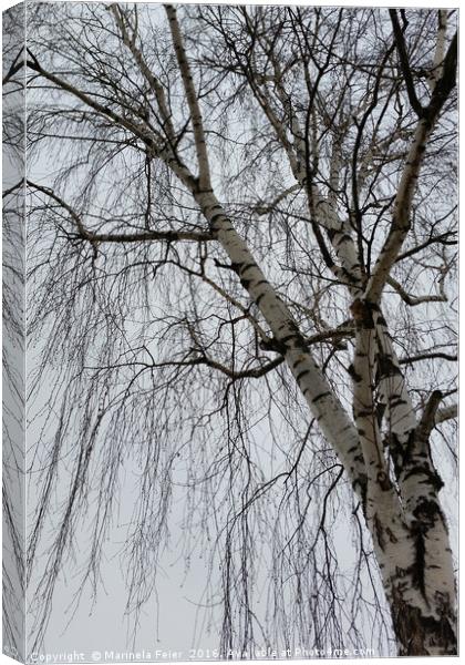 One birch on a gray day Canvas Print by Marinela Feier