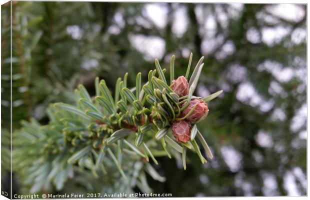 Fir buds Canvas Print by Marinela Feier