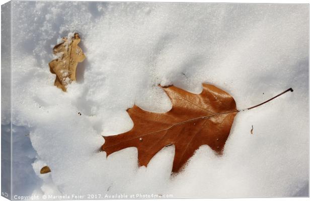 oak leaf on the snow Canvas Print by Marinela Feier