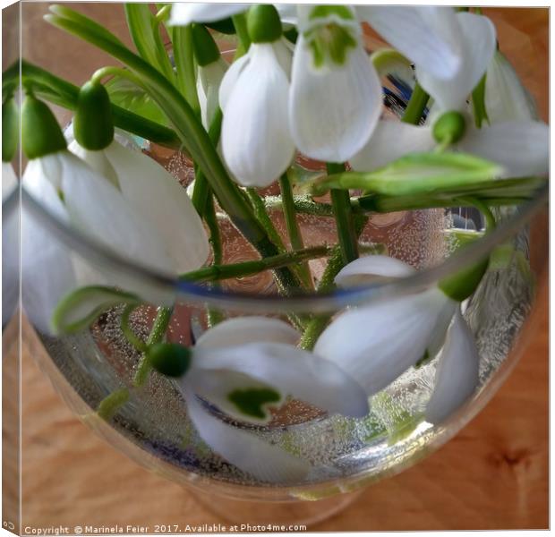 glass of snowdrops Canvas Print by Marinela Feier