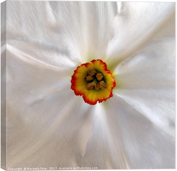 pearl white narcissus Canvas Print by Marinela Feier