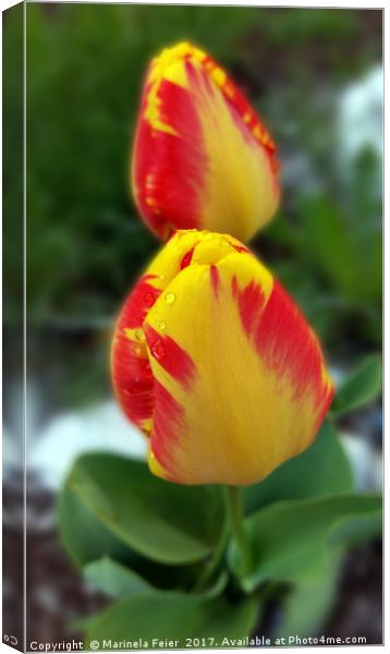 yellow red tulips Canvas Print by Marinela Feier