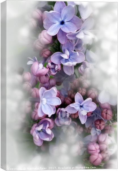 Lilac blooming Canvas Print by Marinela Feier