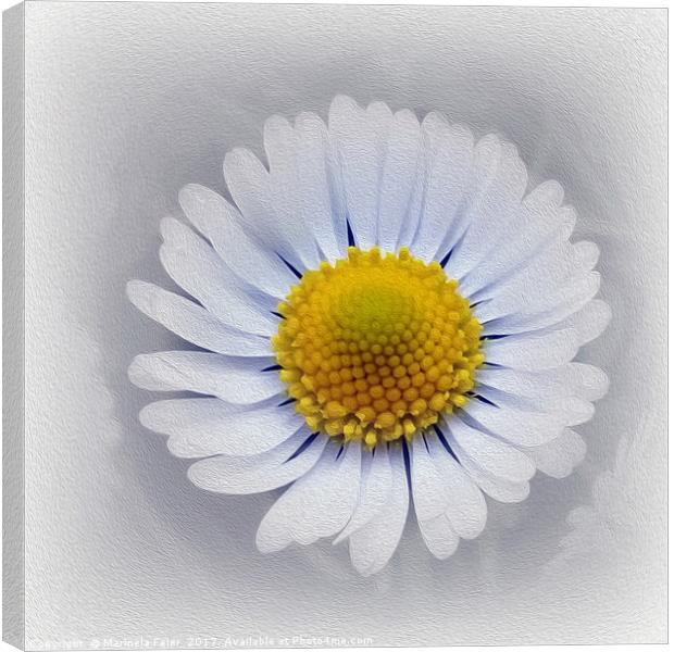 shining white daisy Canvas Print by Marinela Feier