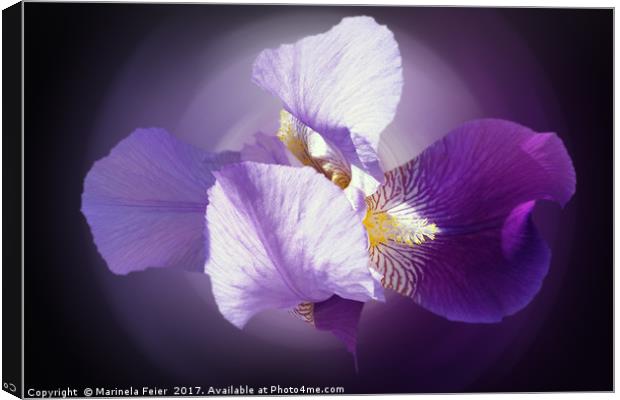 purple iris Canvas Print by Marinela Feier